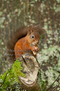 Red Squirrels at Betty Fold Hawkshead Cumbria